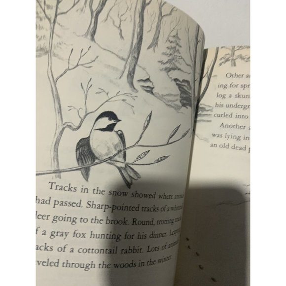 Major: The story of a Black Bear, by Robert M McClung, HC  VG Rare HTF - Picture 8 of 11